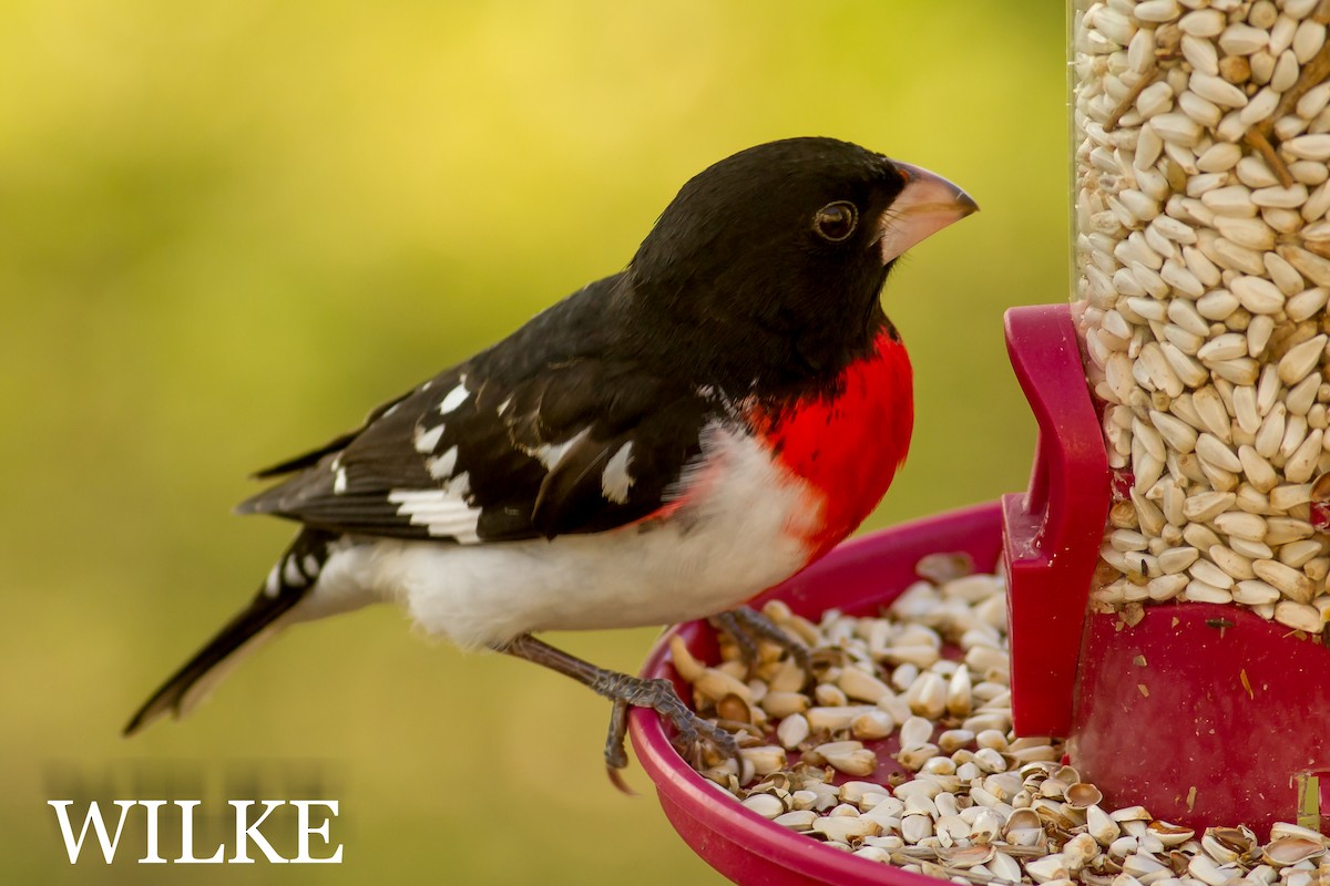 Rose-breasted Grosbeak - ML28212781