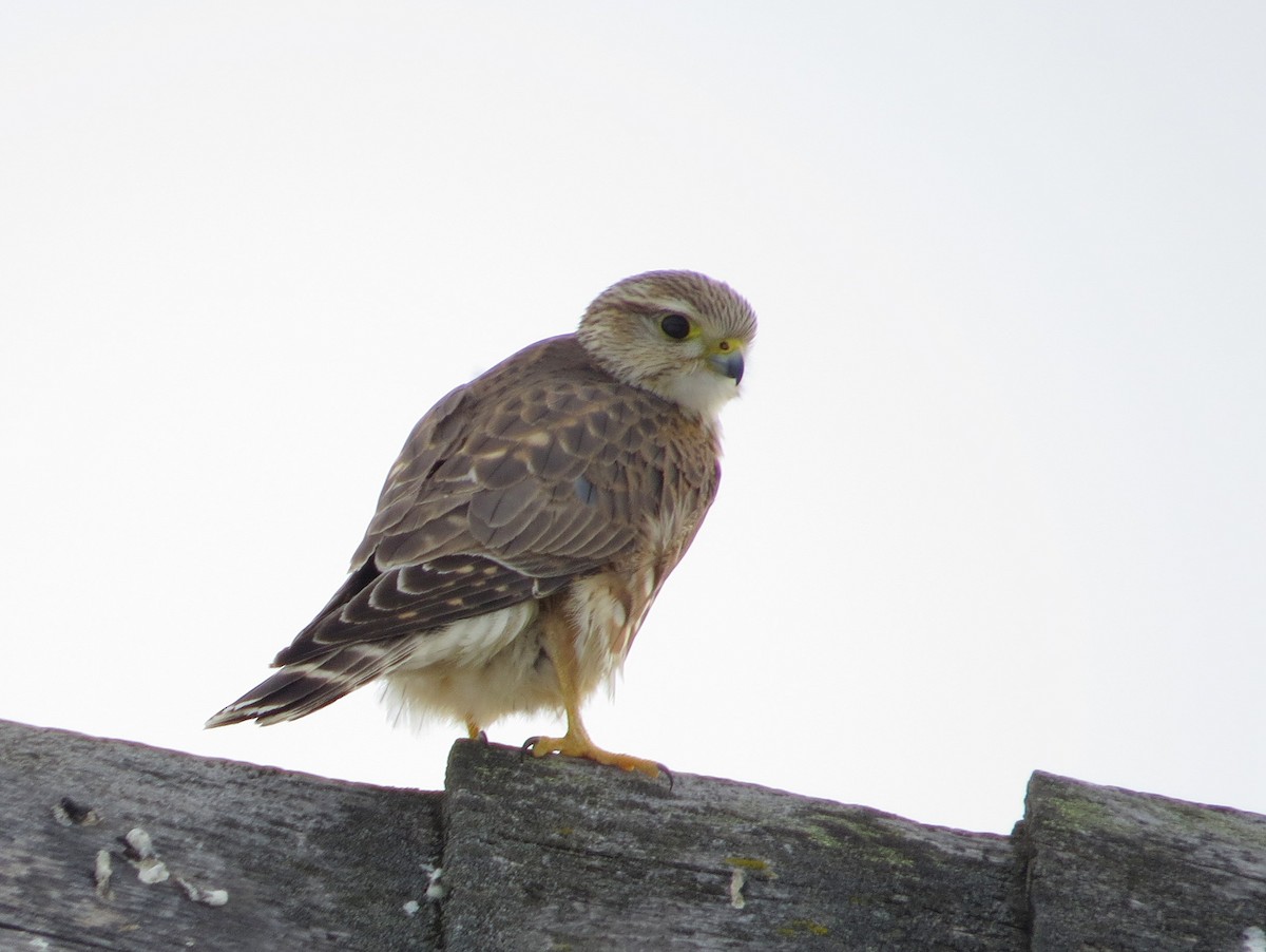 Merlin - Asher  Warkentin