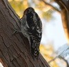 Red-naped x Red-breasted Sapsucker (hybrid) - ML28213121