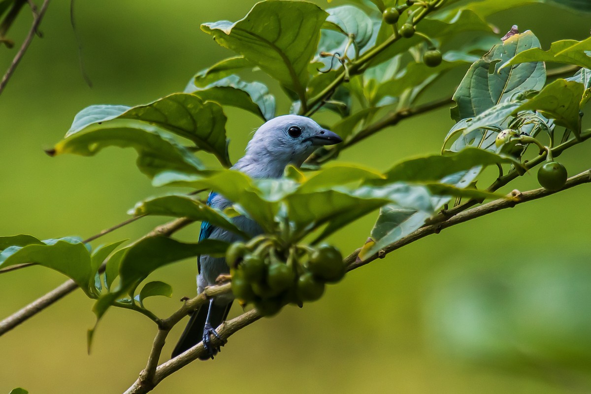 Blue-gray Tanager - ML28213331