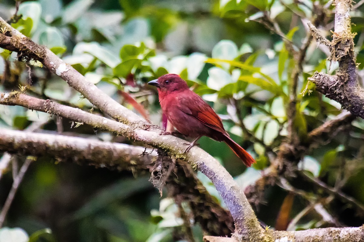Red-crowned Ant-Tanager - graichen & recer