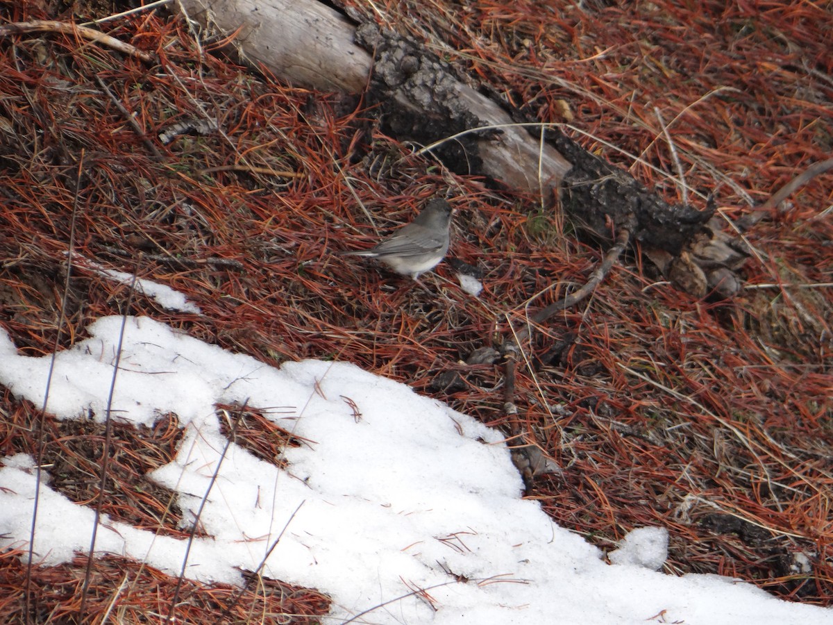 Dark-eyed Junco (Slate-colored) - ML282133881