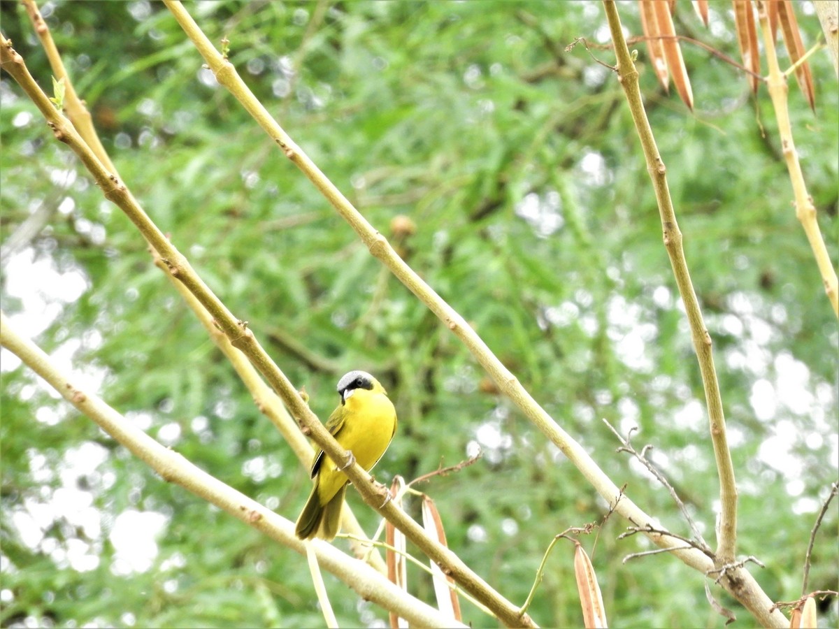 Southern Yellowthroat - ML282134761