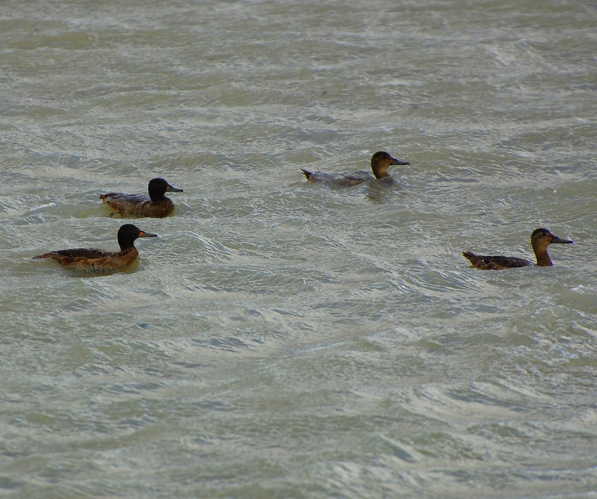 Black-headed Duck - ML282135101