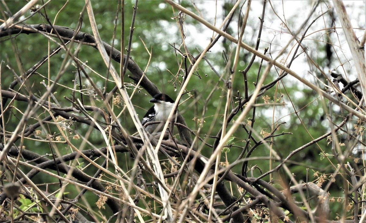 Great Antshrike - ML282136261