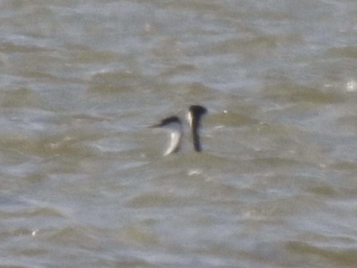 Western Grebe - Pete Monacell