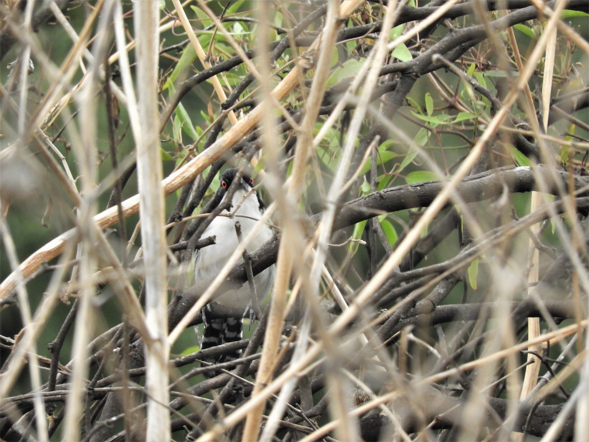 Great Antshrike - ML282136791