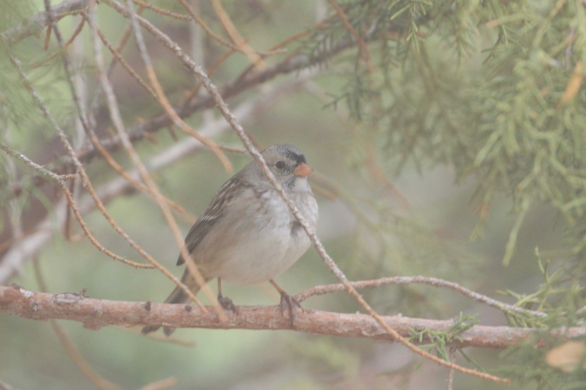 White-crowned x Harris's Sparrow (hybrid) - ML282136951
