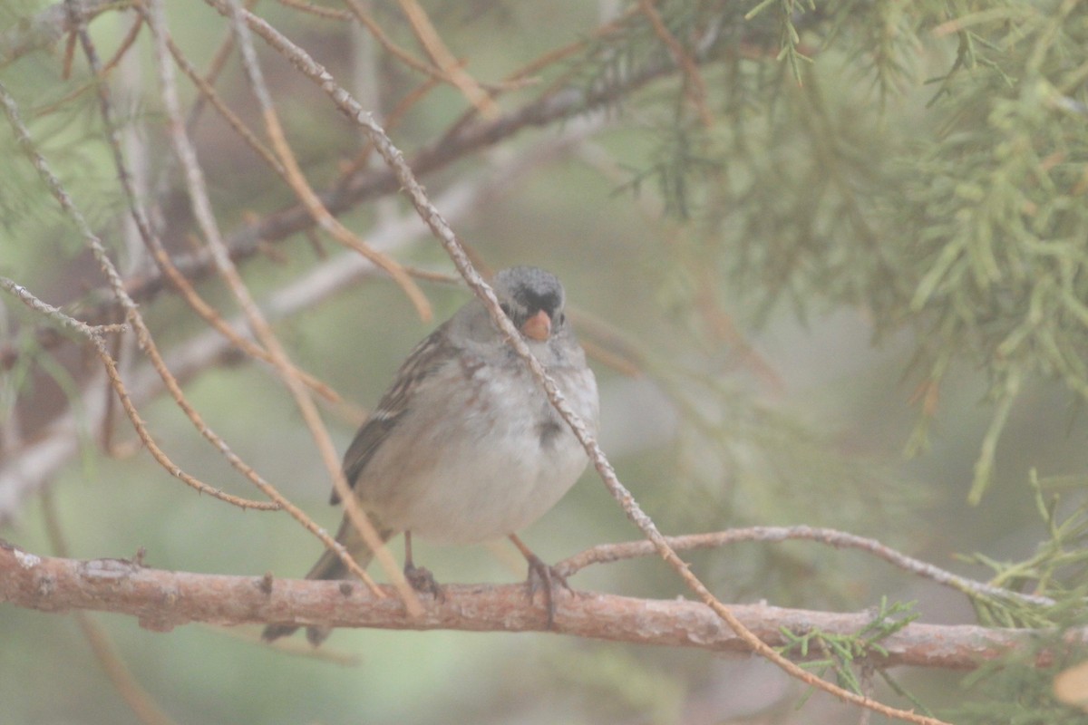White-crowned x Harris's Sparrow (hybrid) - ML282136971