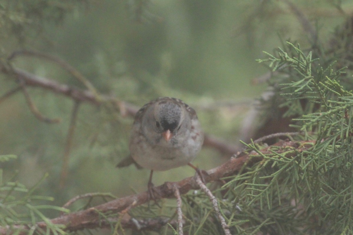 White-crowned x Harris's Sparrow (hybrid) - ML282137001