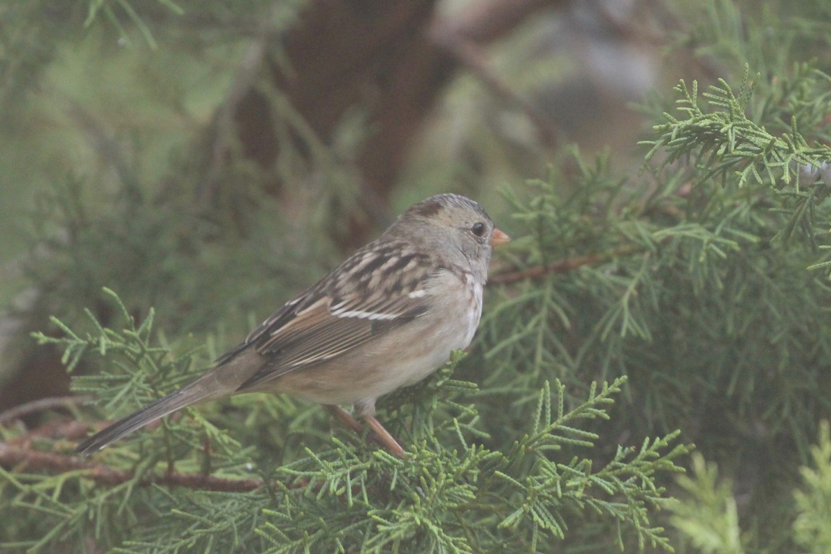 White-crowned x Harris's Sparrow (hybrid) - ML282137011