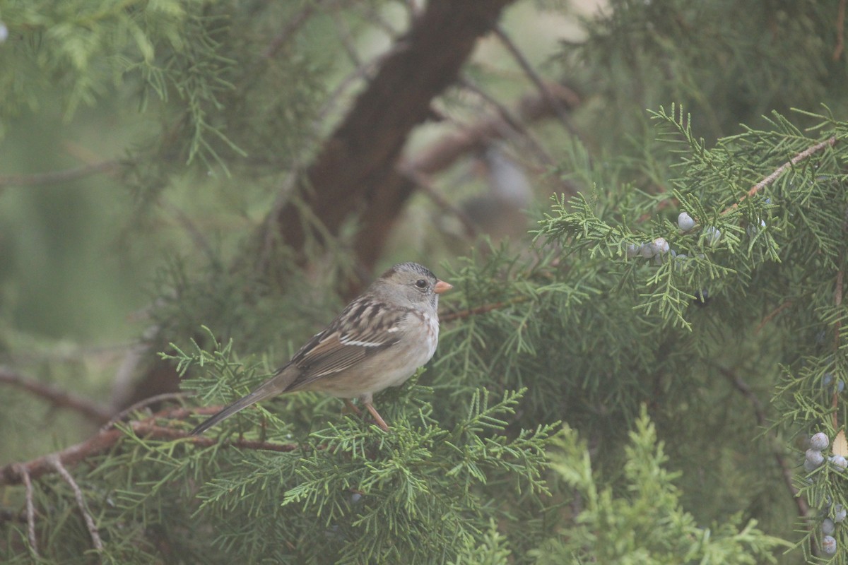 White-crowned x Harris's Sparrow (hybrid) - ML282137071