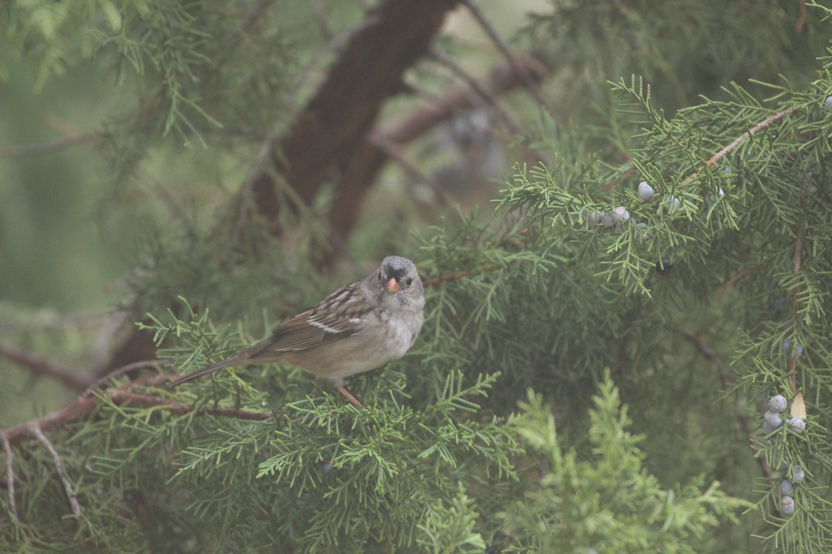 White-crowned x Harris's Sparrow (hybrid) - ML282137081