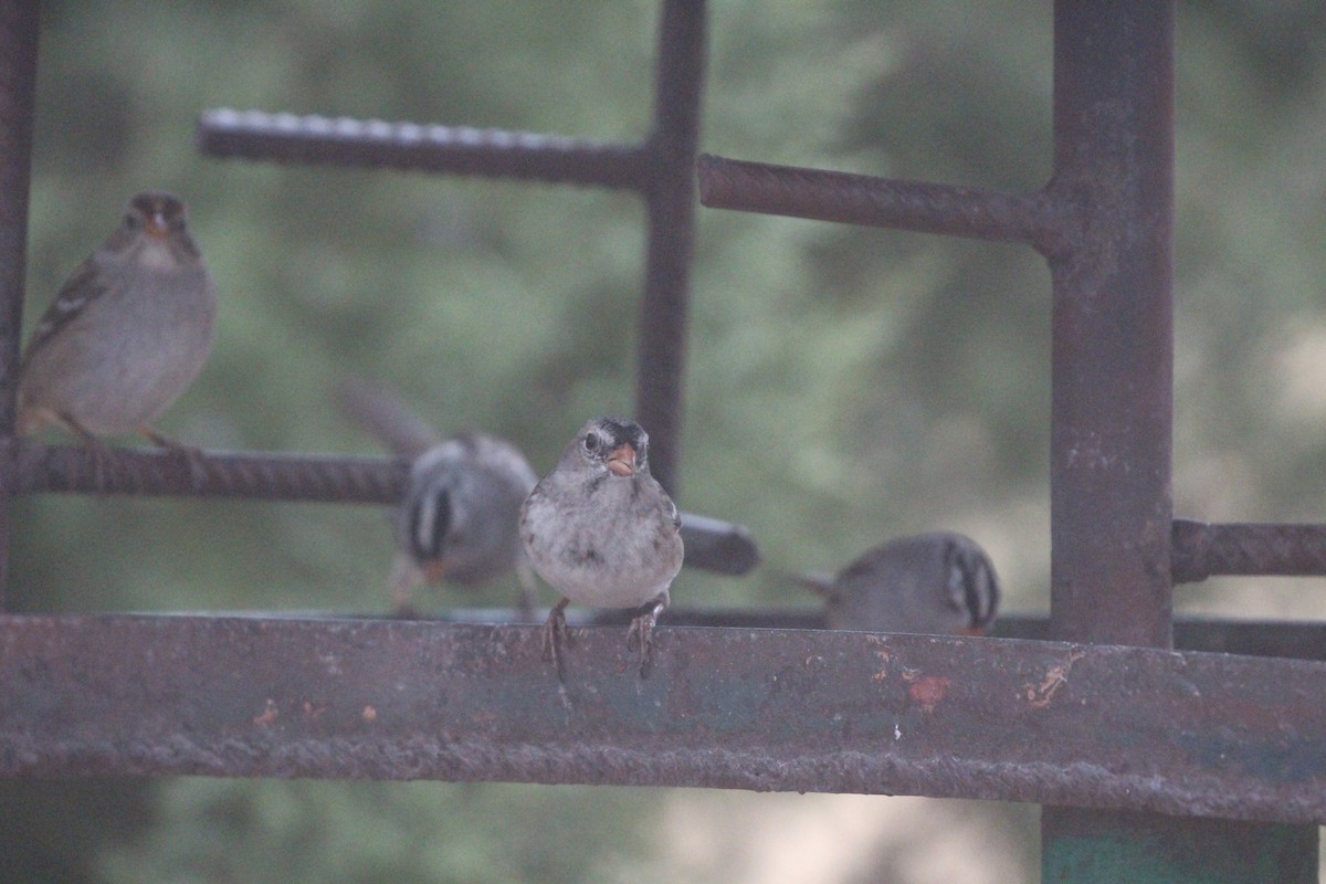 White-crowned x Harris's Sparrow (hybrid) - Jodhan Fine