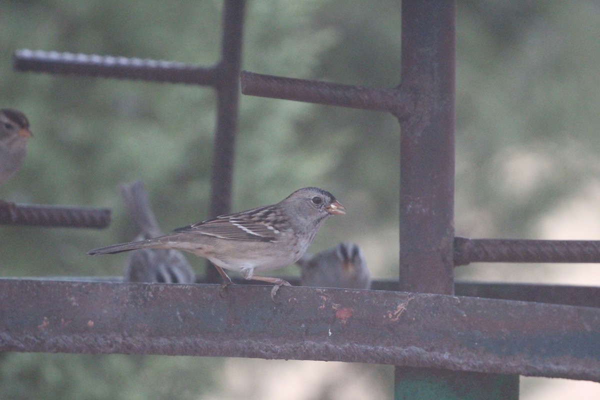 White-crowned x Harris's Sparrow (hybrid) - ML282137161