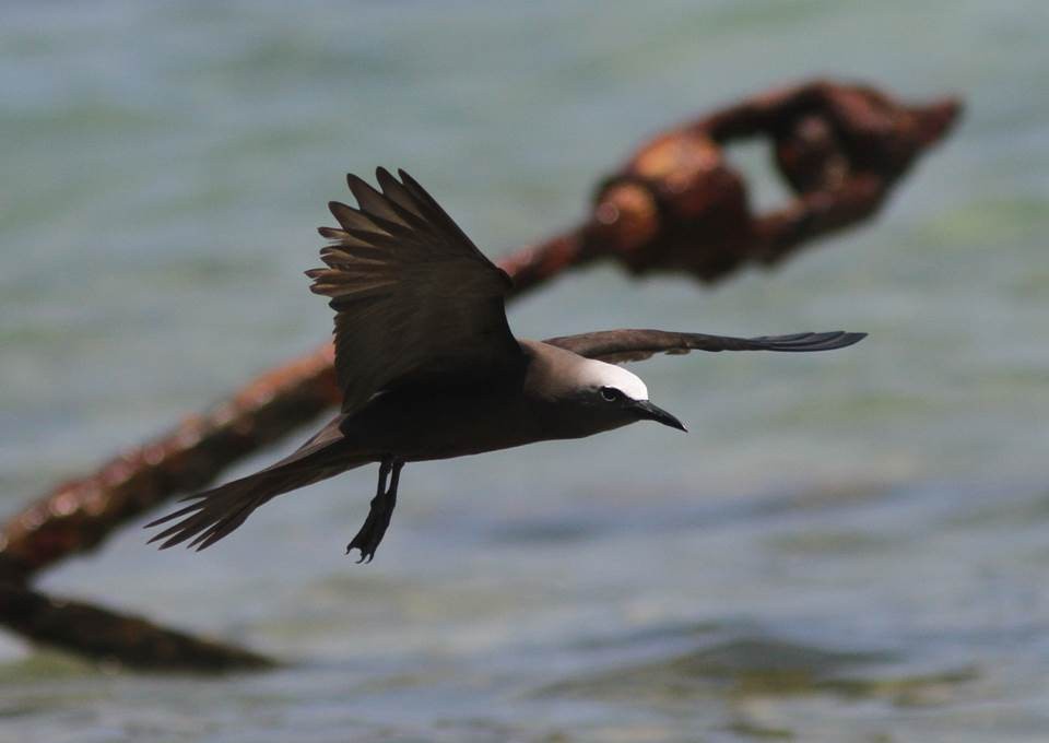 Brown Noddy - ML28213981