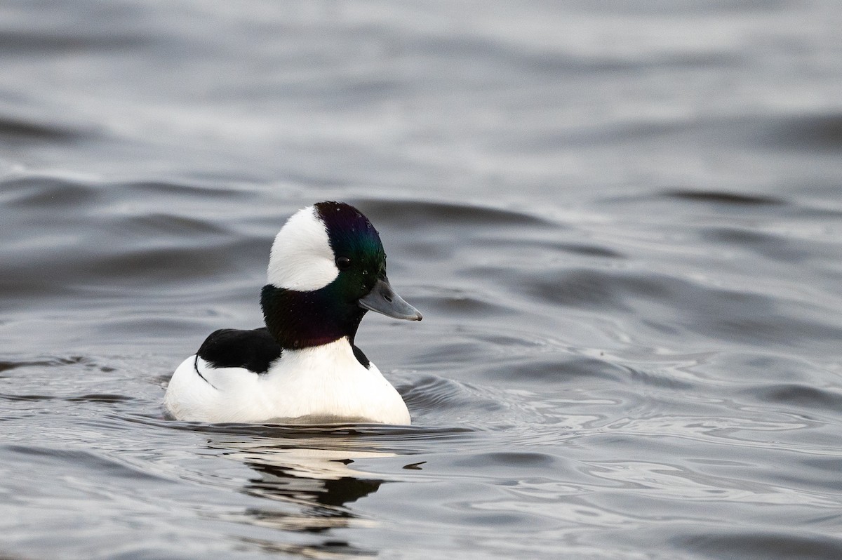 Bufflehead - ML282140621