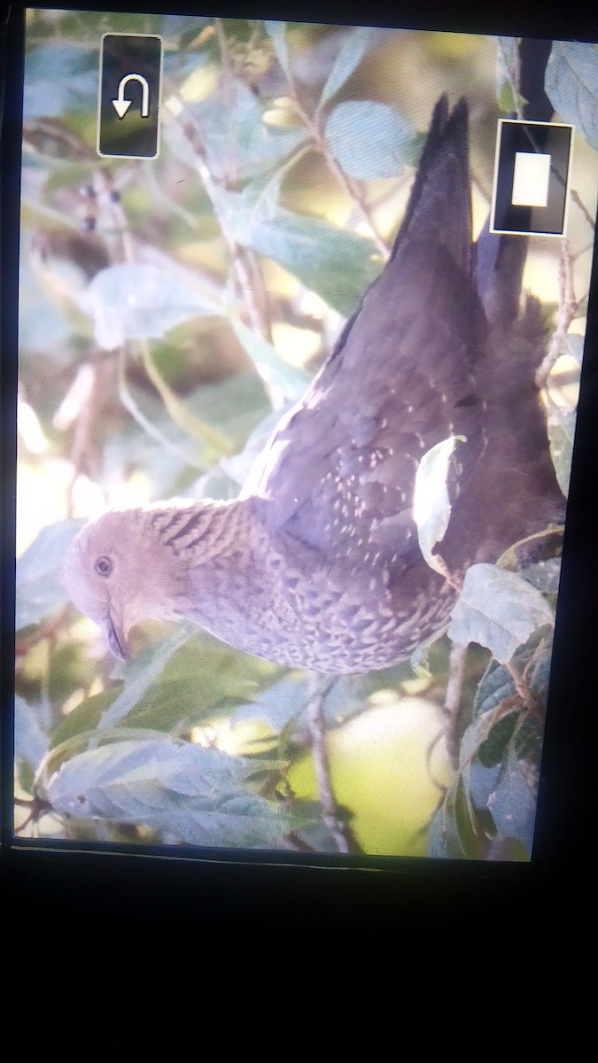 Speckled Wood-Pigeon - Praveen rawat