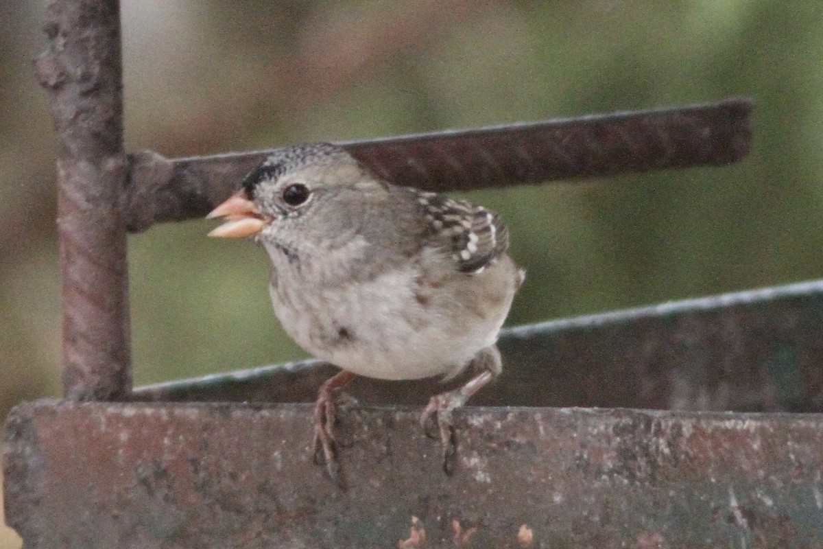 White-crowned x Harris's Sparrow (hybrid) - ML282141811