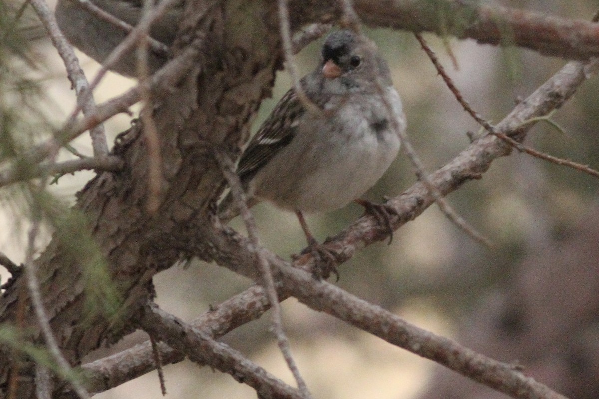 White-crowned x Harris's Sparrow (hybrid) - ML282141821