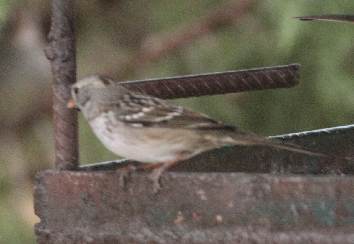 White-crowned x Harris's Sparrow (hybrid) - ML282141831