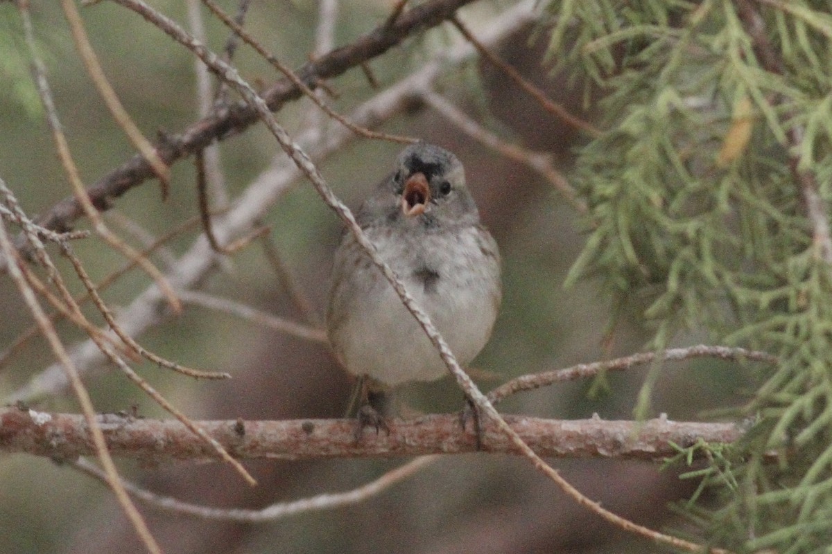 White-crowned x Harris's Sparrow (hybrid) - ML282141841