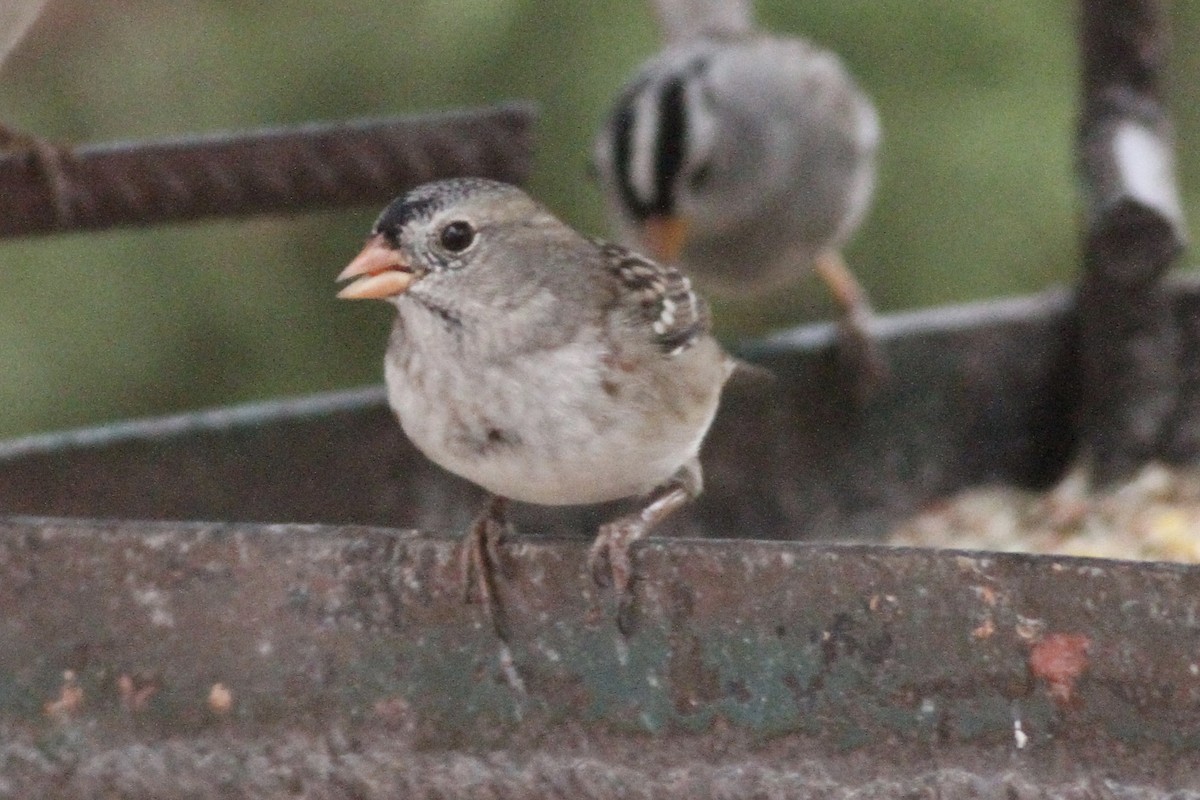 White-crowned x Harris's Sparrow (hybrid) - ML282141871