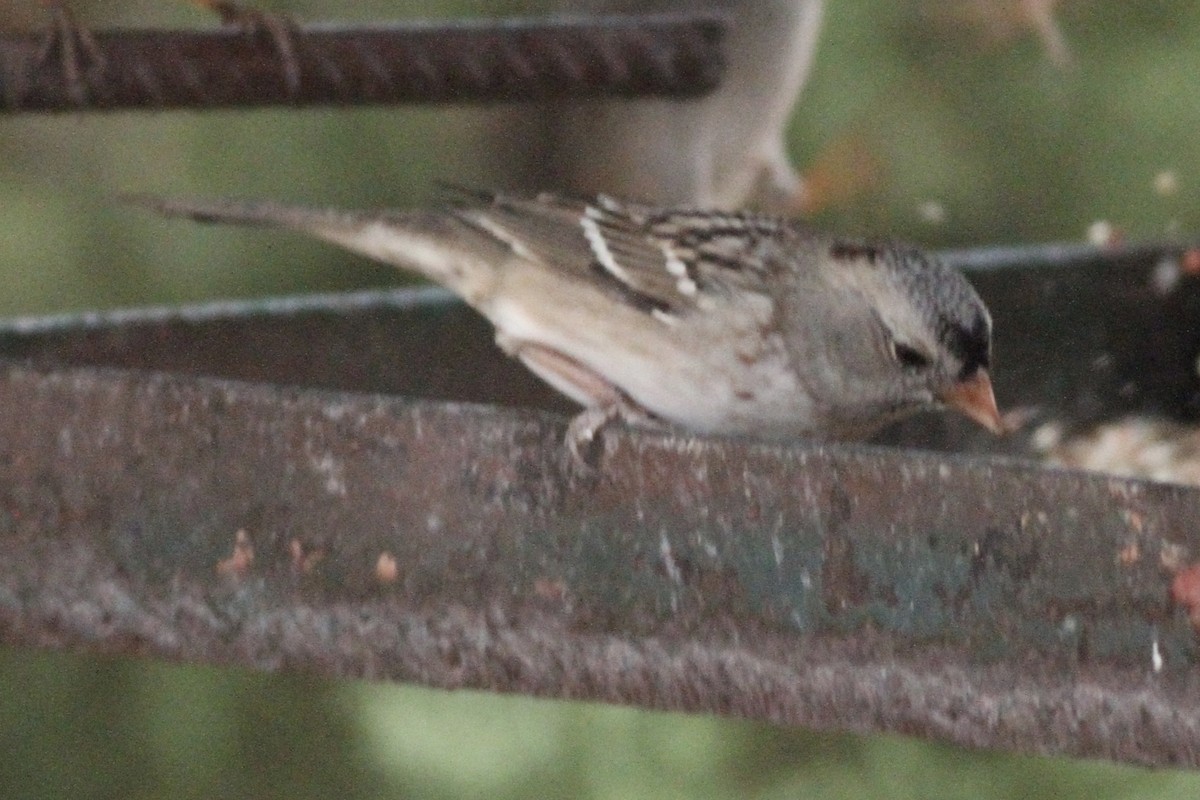 White-crowned x Harris's Sparrow (hybrid) - ML282141881