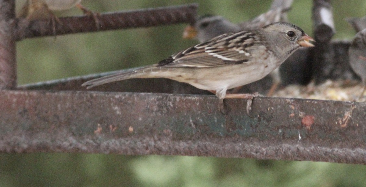 White-crowned x Harris's Sparrow (hybrid) - ML282141911