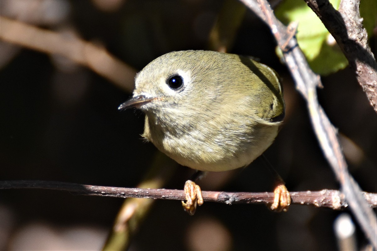 Ruby-crowned Kinglet - ML282142081