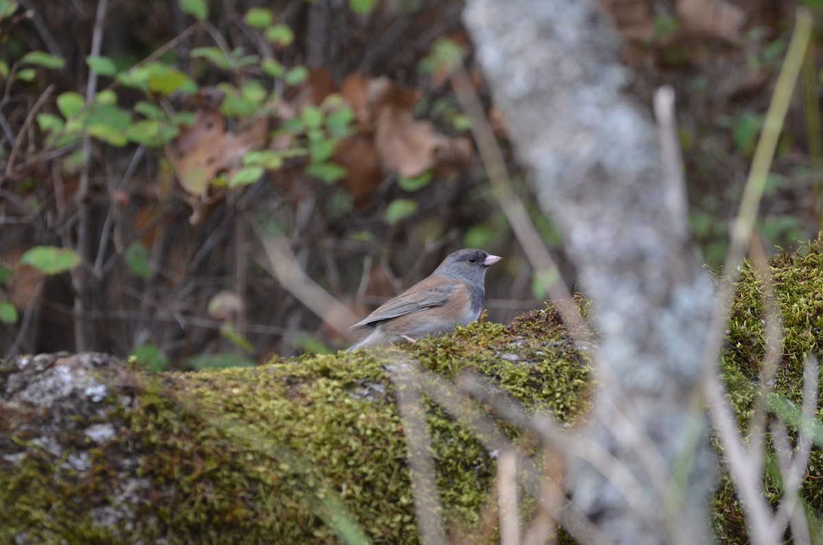 Dark-eyed Junco - ML282143321