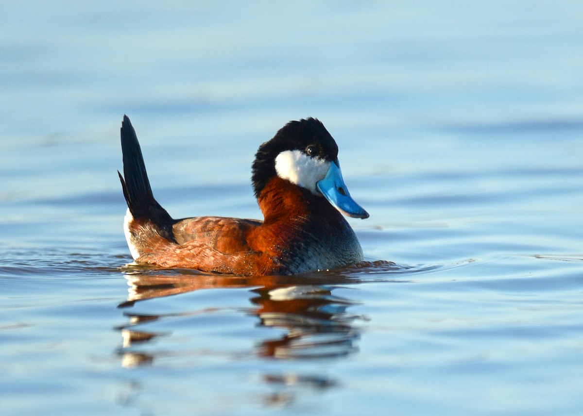 Ruddy Duck - ML28214541