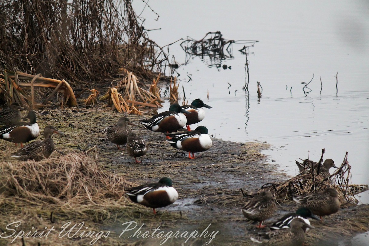 Northern Shoveler - ML282146091