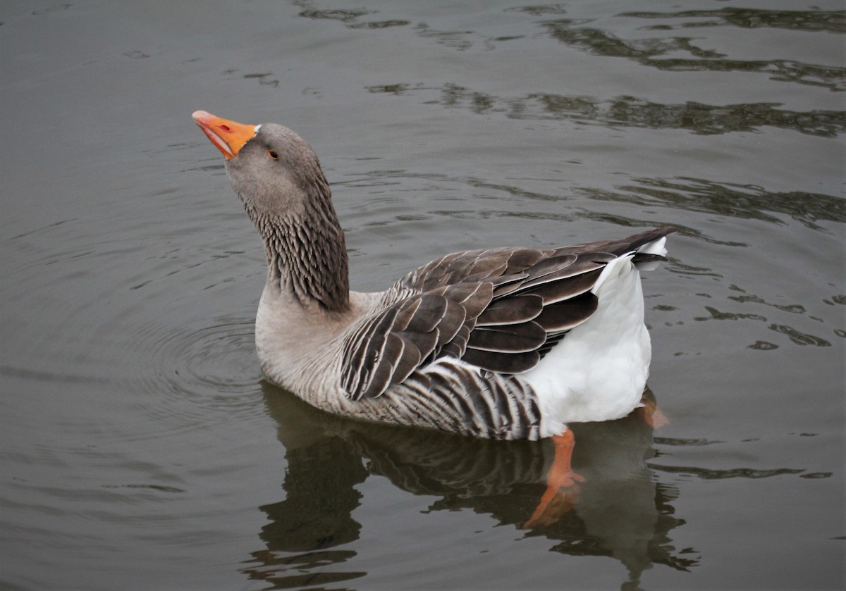 Graylag Goose (Domestic type) - ML282146531