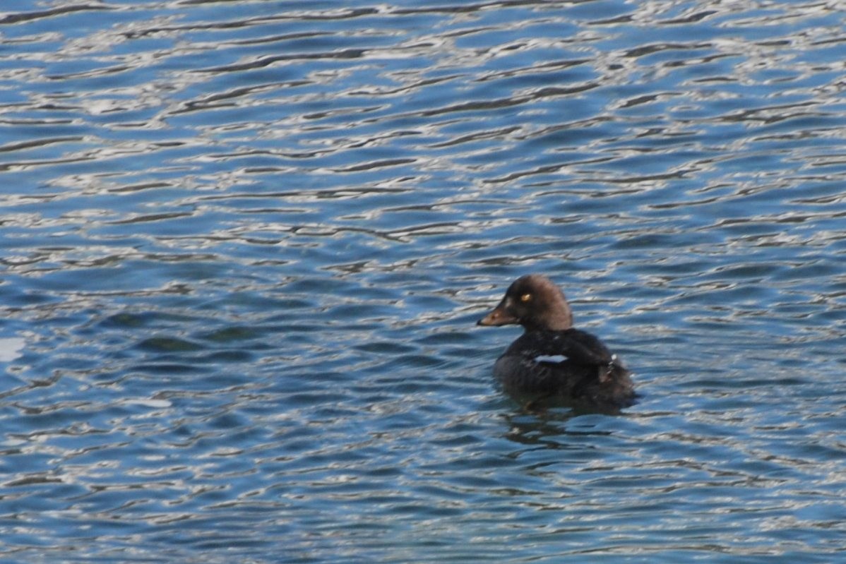 Common Goldeneye - ML282146591