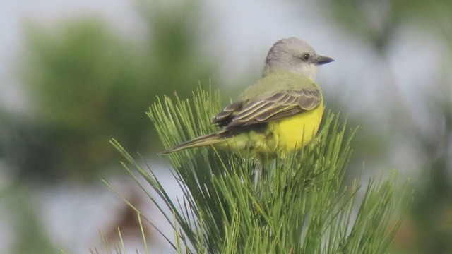 Couch's Kingbird - ML282147281