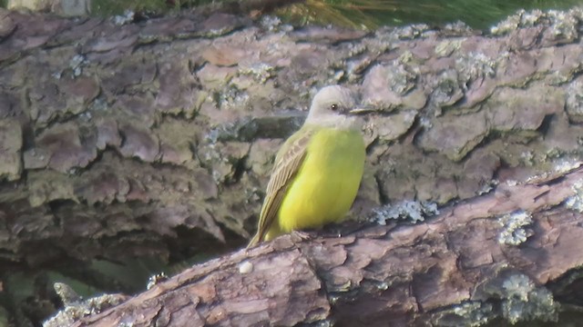 Couch's Kingbird - ML282147391