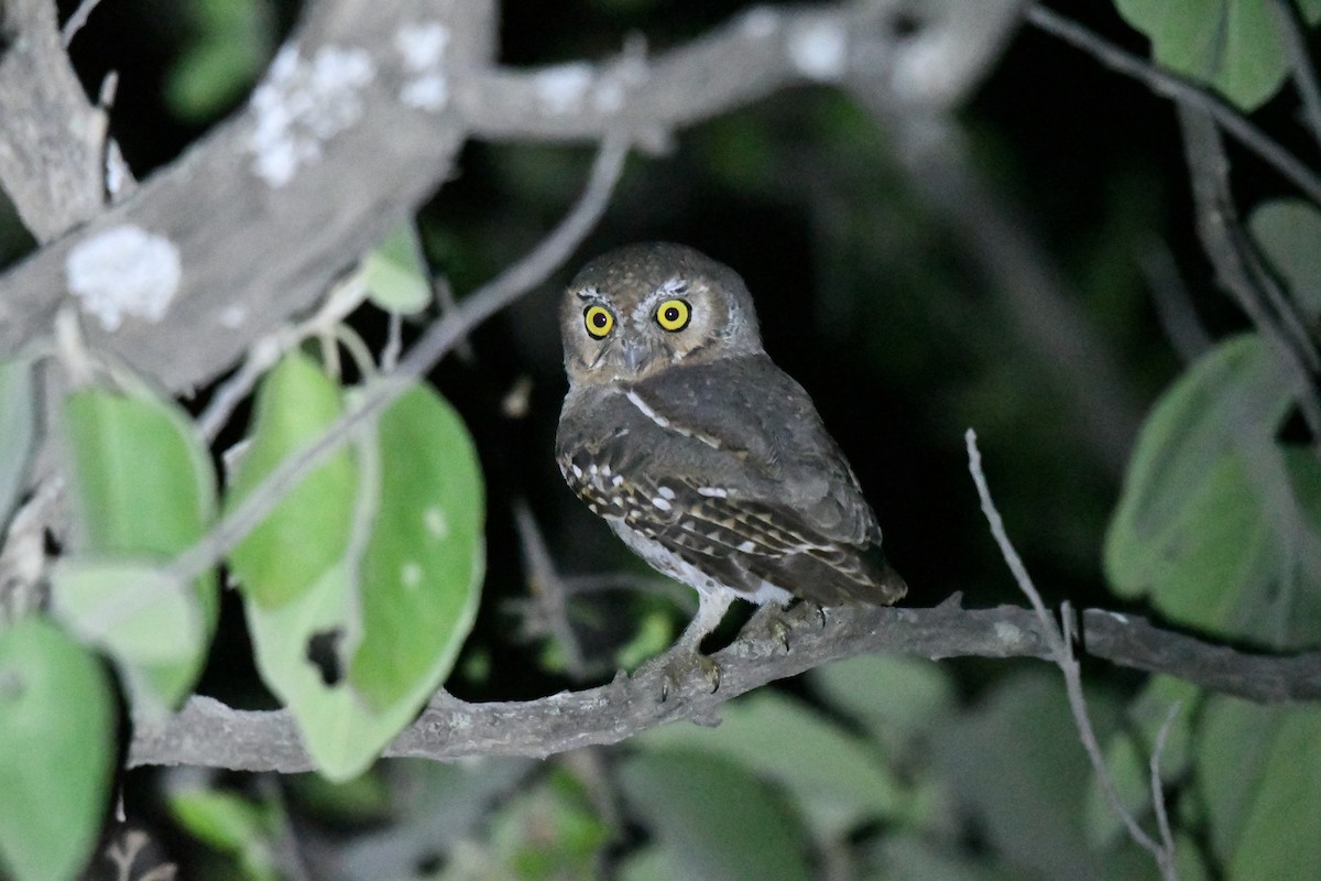 Elf Owl - ML282148961