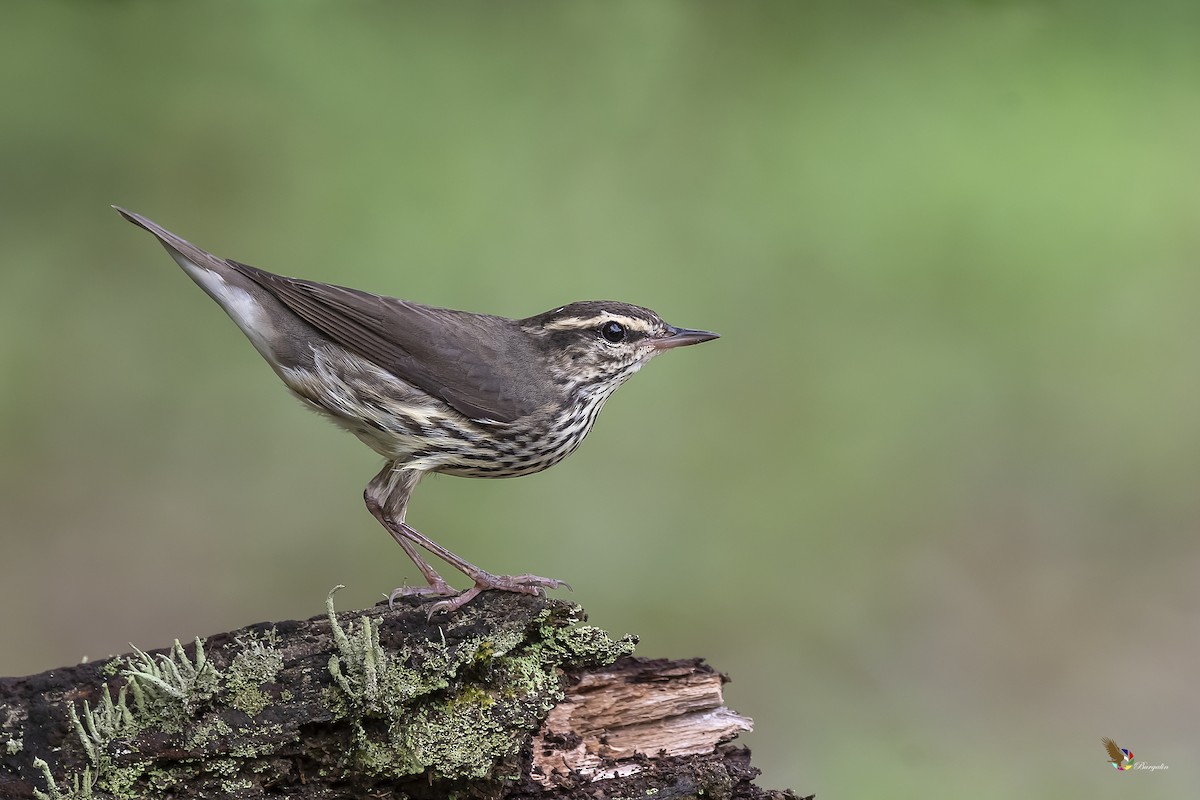 Northern Waterthrush - fernando Burgalin Sequeria