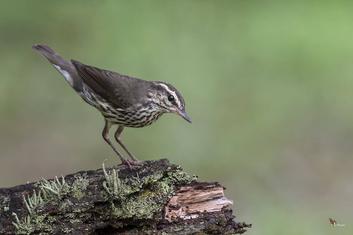 Northern Waterthrush - ML282149011