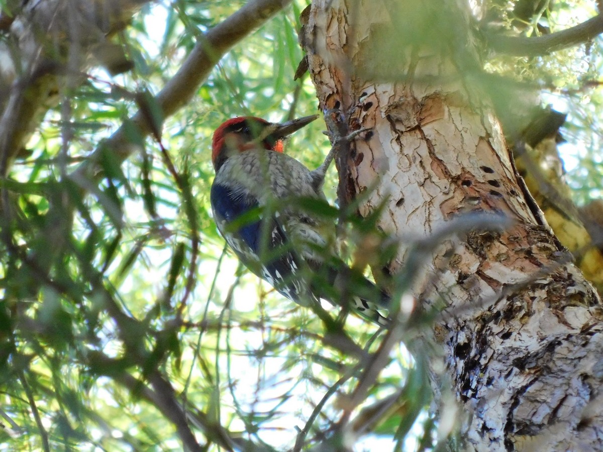 Red-breasted Sapsucker - ML282149771