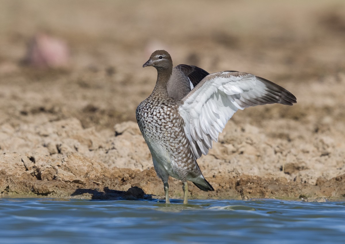 Maned Duck - ML282151111