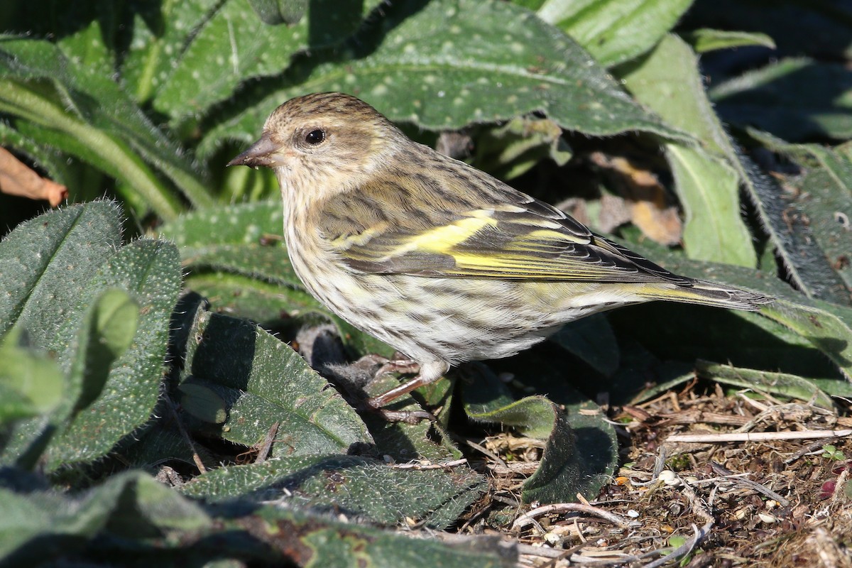 Pine Siskin - ML282151201