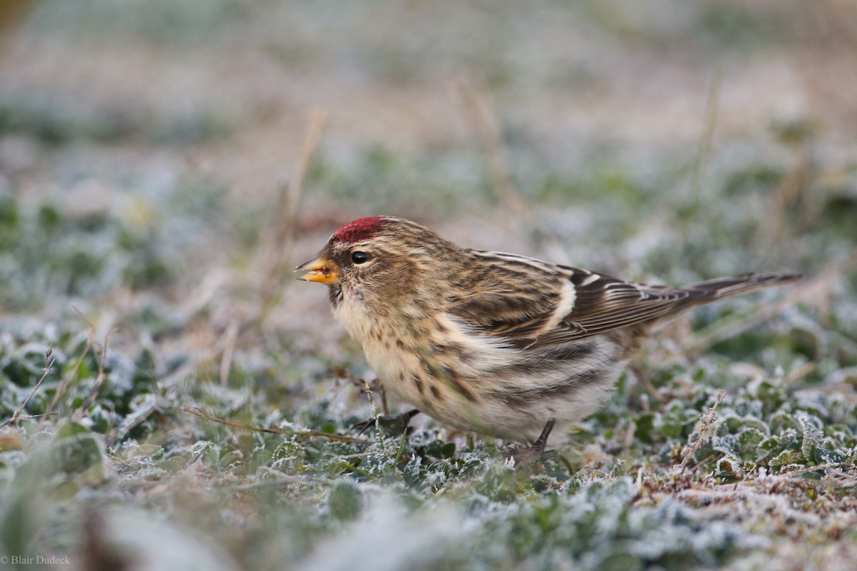 Common Redpoll - ML282151391