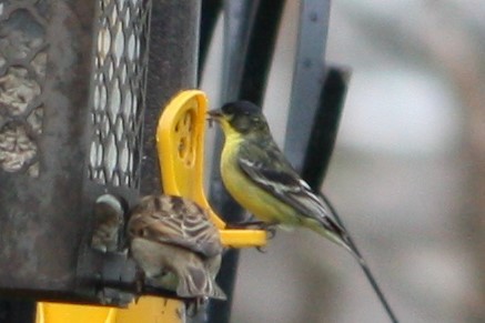 Lesser Goldfinch - ML282152641