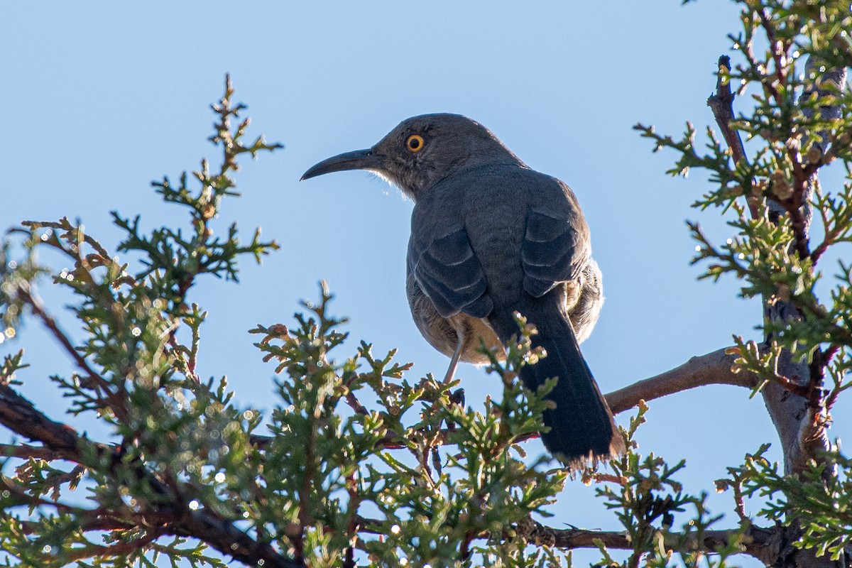 Curve-billed Thrasher - ML282154021