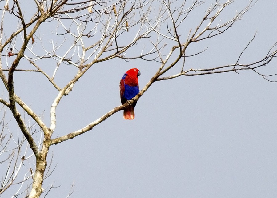 Papua Eklektus Papağanı - ML28215631