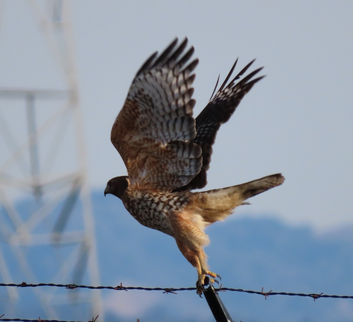 Red-shouldered Hawk - Patricia DiLuzio