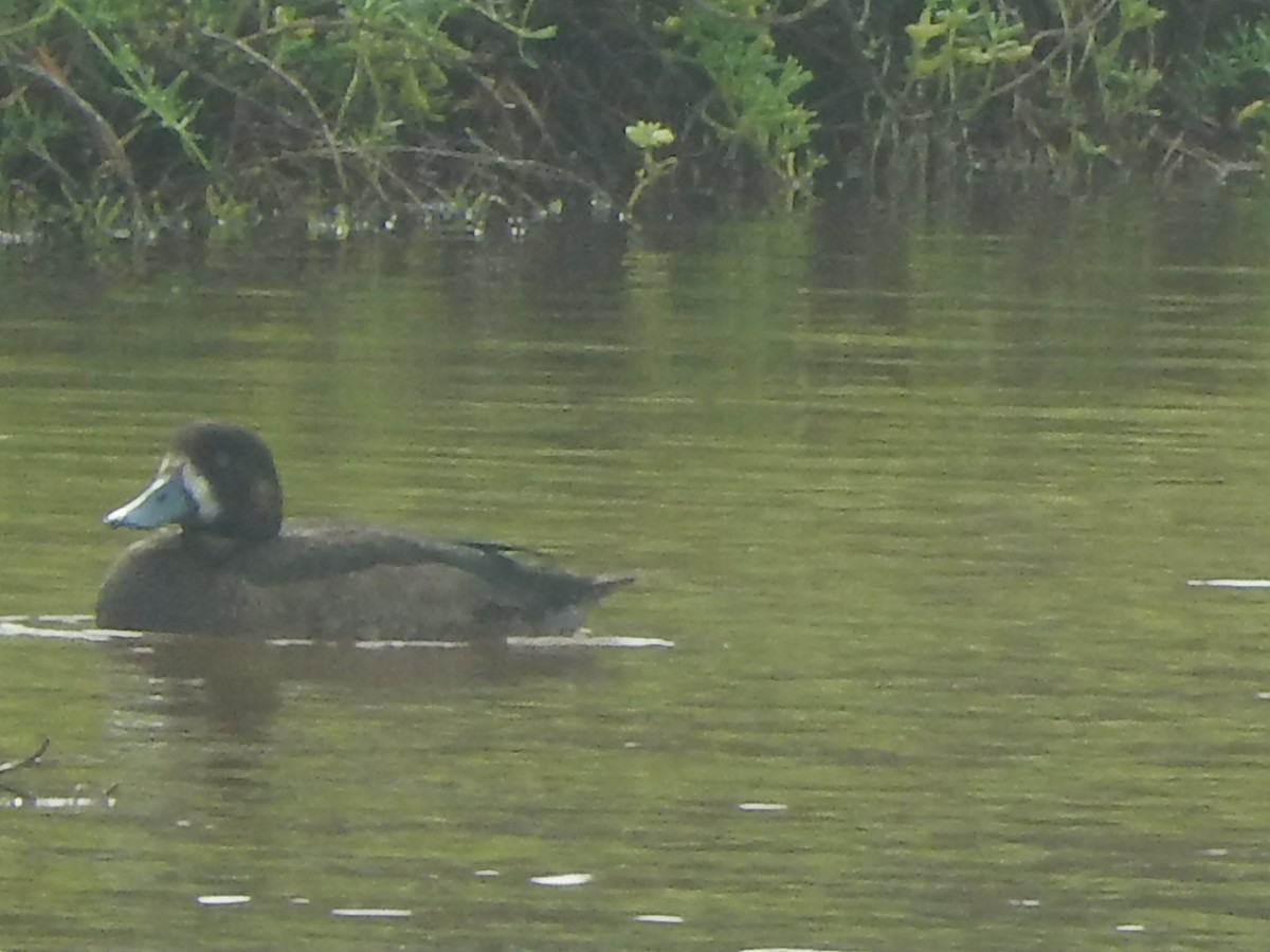 Greater Scaup - ML282157081