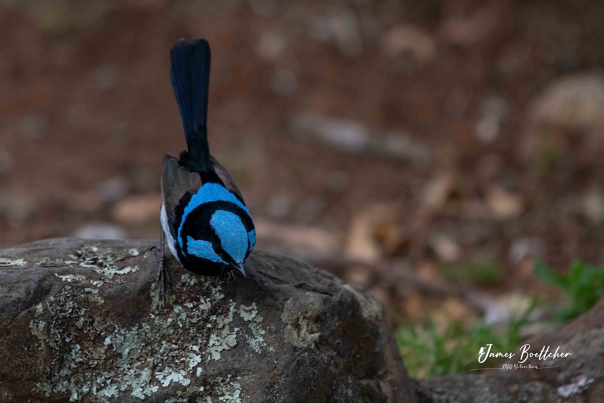 Superb Fairywren - ML282157851